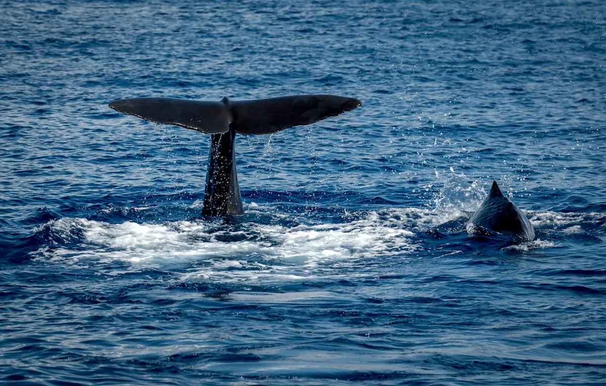 Ballenas en Samaná